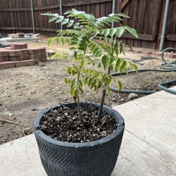 Curry Plant / Kadhi Patha Plant - Pick up location Near Coit Rd and College Pkwy