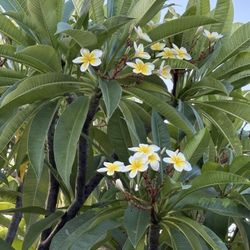 Hawaiian Plumeria