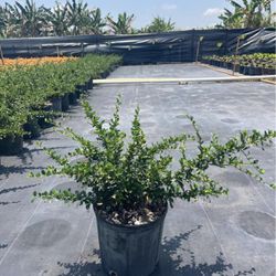 Serissa Plant