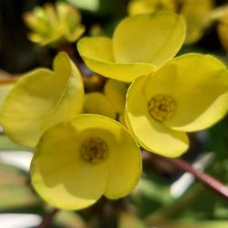  6.Coronas  De Cristo Amarilla Flor Grande