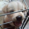 Franky