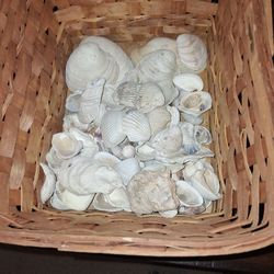 Assorted Sea Shells 