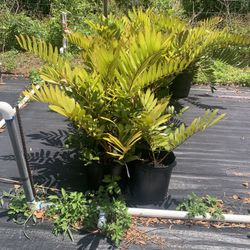 Cardboard Palms