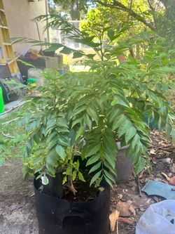 Curry leaf / leaves plant