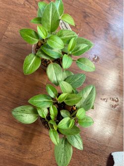 Peperomia plant