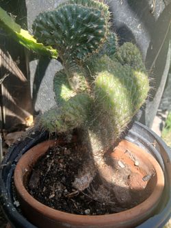 Nopales