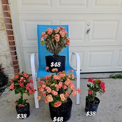 Beautiful Crown Of Thorn Plants