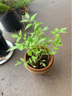 Tomato saplings