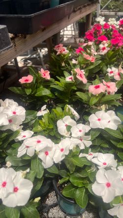 Vincas