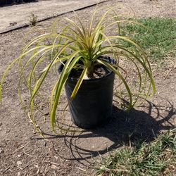 Plants 
