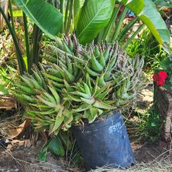Beautiful HUGE Aloe Plant