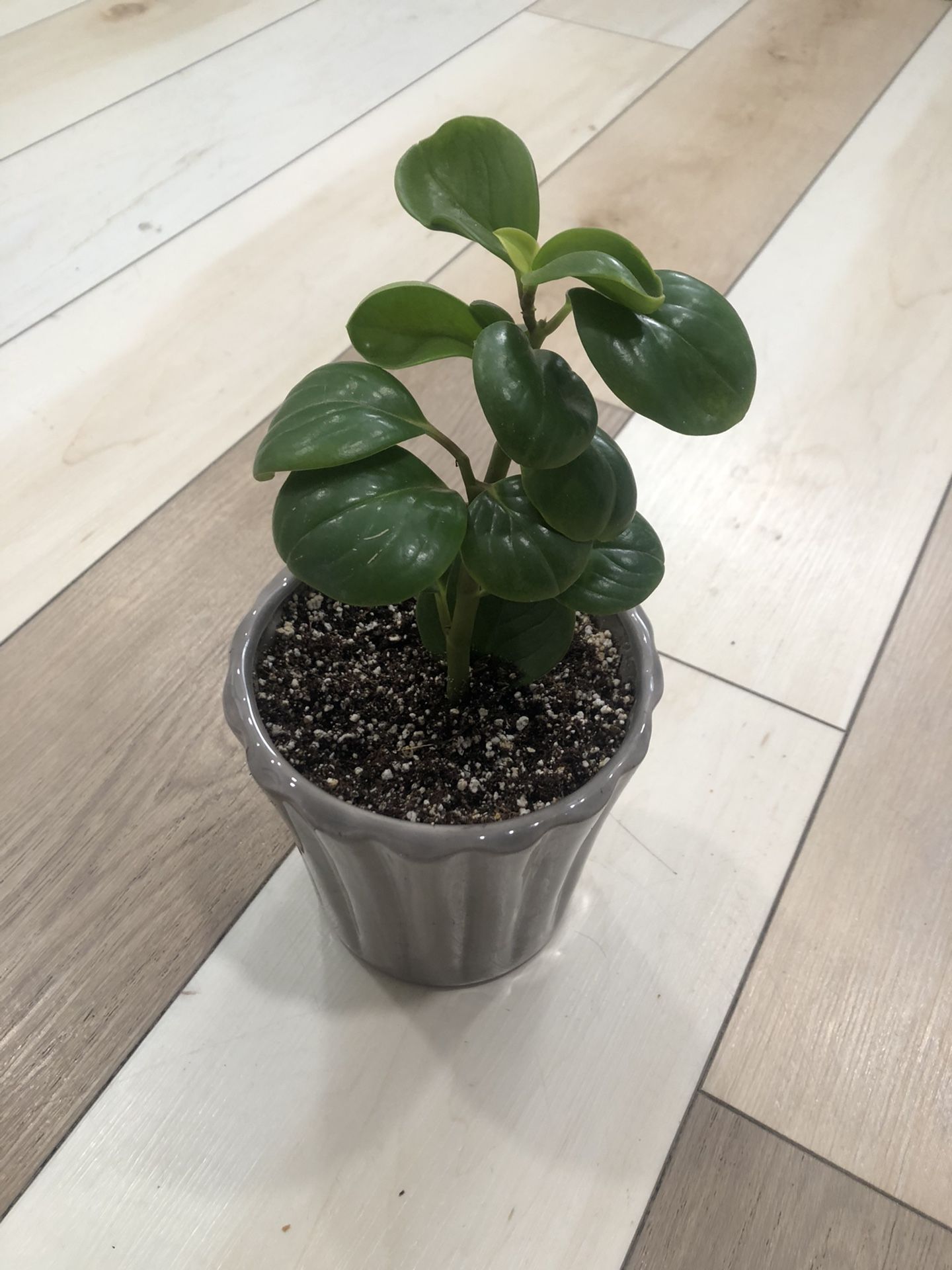 PEPEROMIA in Ceramic 5” Pot
