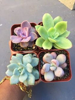Succulents 2”