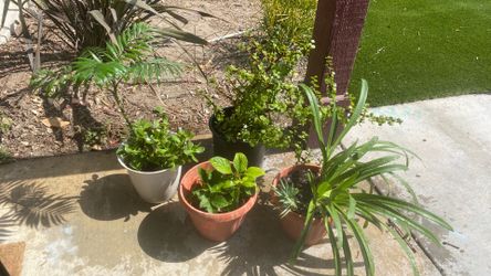 4 Beautiful Plants!! Moving.
