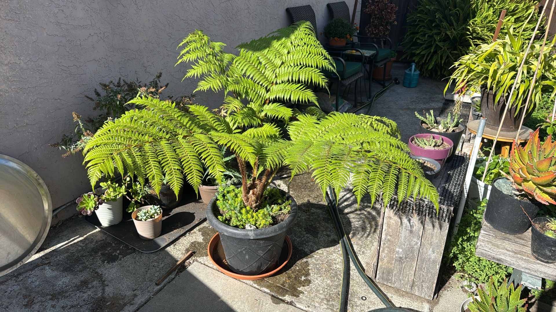 Australian Fern!!