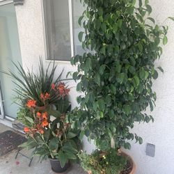 Dozens Of  Plants (5 For $20) (large Ficus $20 Each)