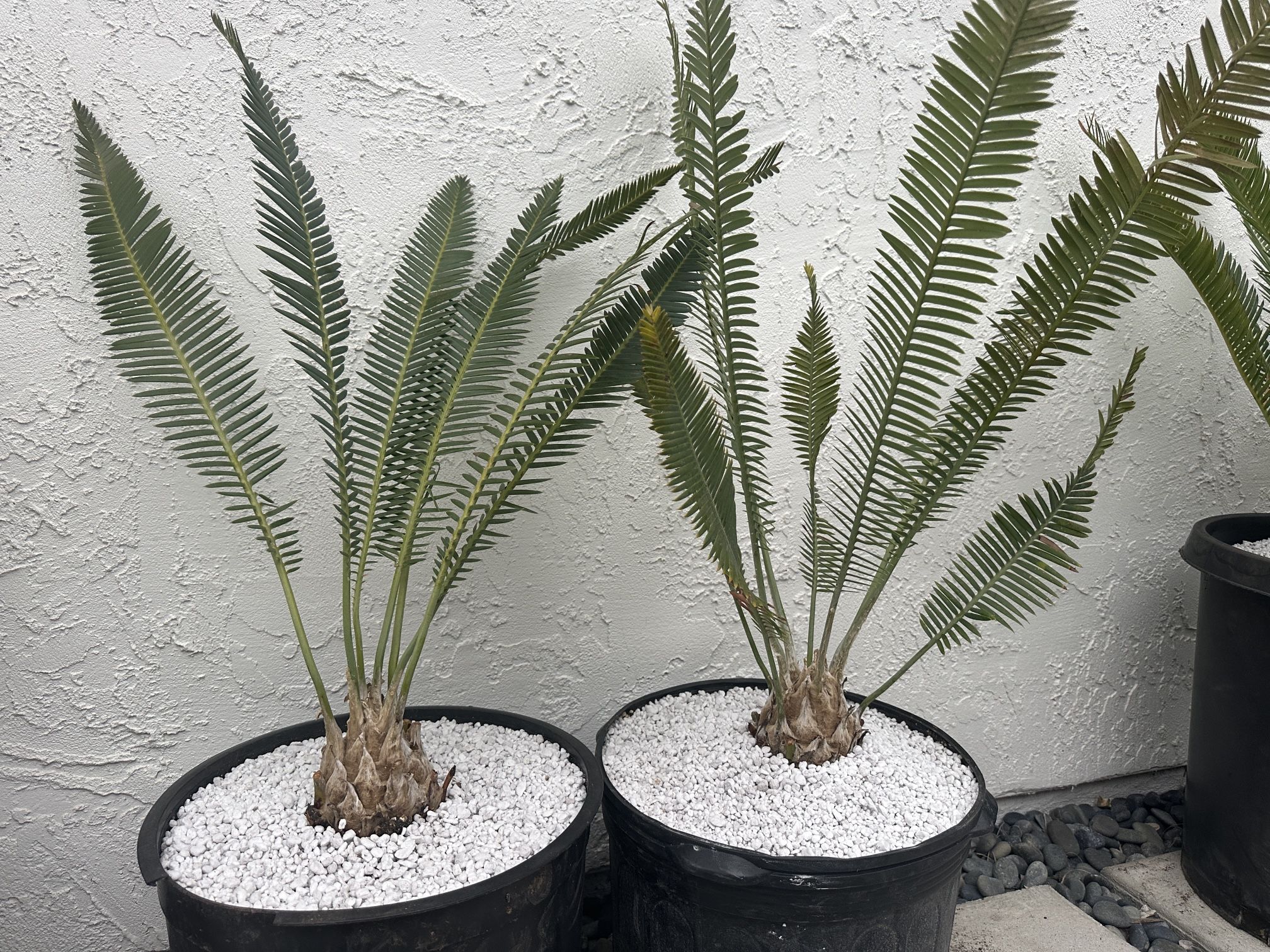 Cycads Dioon edule Varieties 4 5” Caudex 20 Years Old