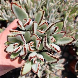 Kalanchoe Tomentosa