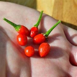 Chile's De Arbol 😃🌿🌿🌶🌶🔥🔥🔥🥵🥵🥵