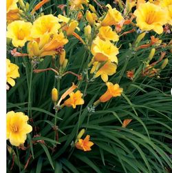 Yellow  daylily plant
