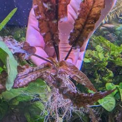 Cryptocoryne Wentii Brown $5 Each