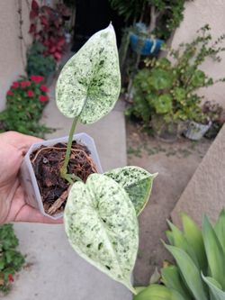 Alocasia Dragon Scale  MINT Plant $38