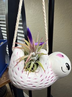 Live Air Plant Tillandsia Purple Blooming Flowers with a Ceramic Sloth Hanging Basket (Please read full description)