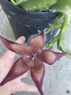 Starfish Stapelia Blooming Big Flowers Plant, In 5 Gallóns Pot Pick Up Only