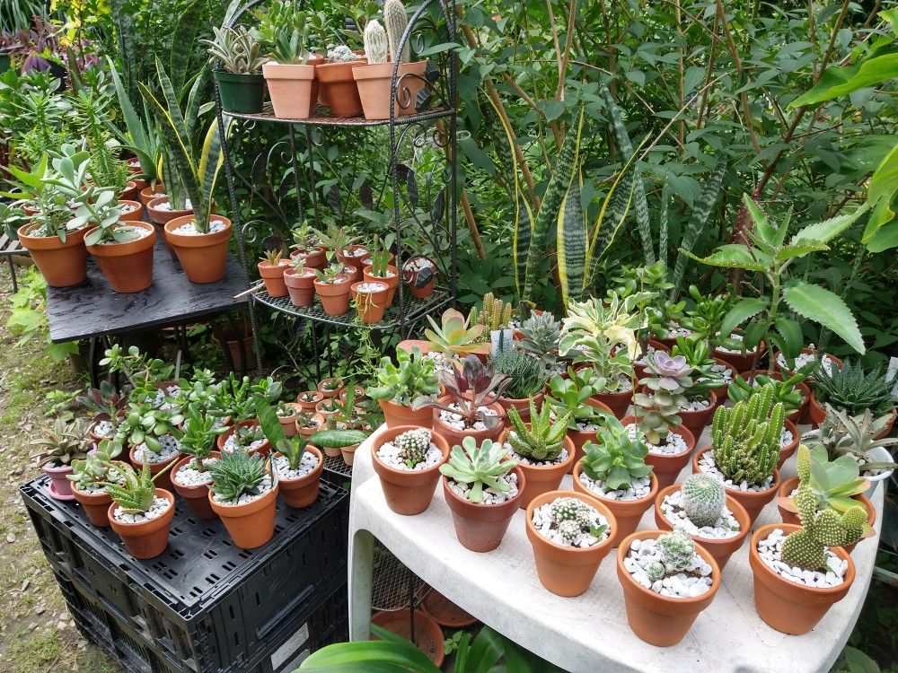 ☀ Succulent House Plants in Terracotta Pots☀

