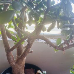 Bonsai Jade Plant (>8 Years Old), With Ceramic Pot
