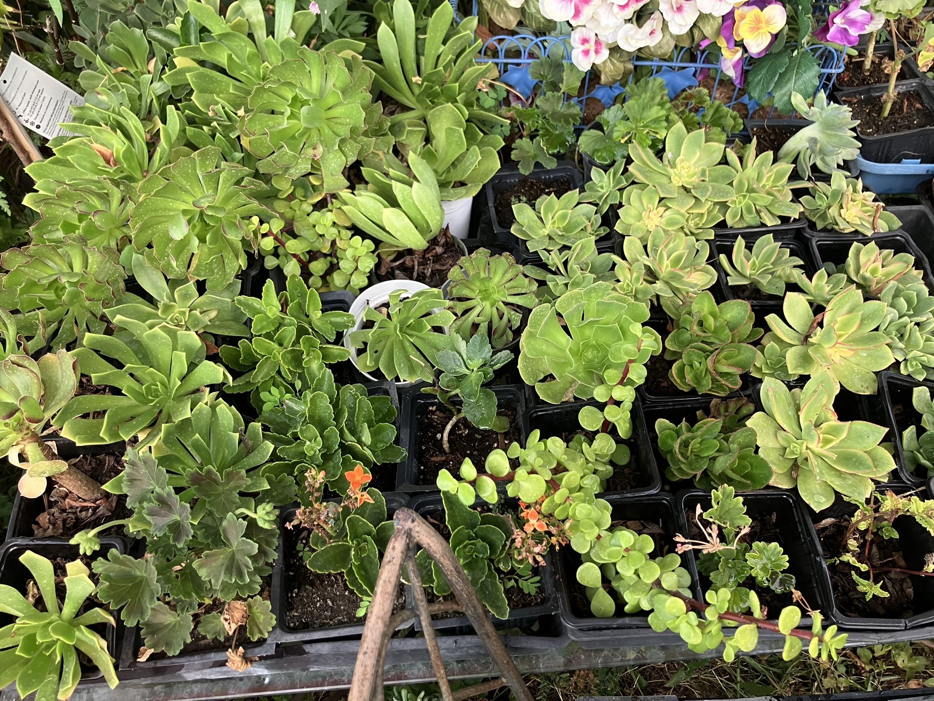 Small Succulents And Plants $1 Each Available Today