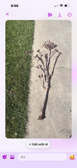 Free succulent plant
