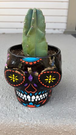 Vibrant Sugar Skull Planter with Live Cactus 🌵💀