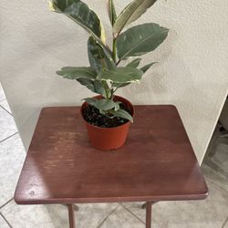 Variegated Rubber Plant 