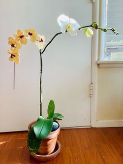 A pot of forever blossoming orchids (combination of real orchids and hand crocheted orchids)