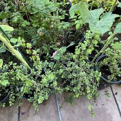 Garden Sanctuary Patio Plants
