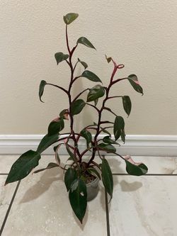 Philodendron pink princess plants