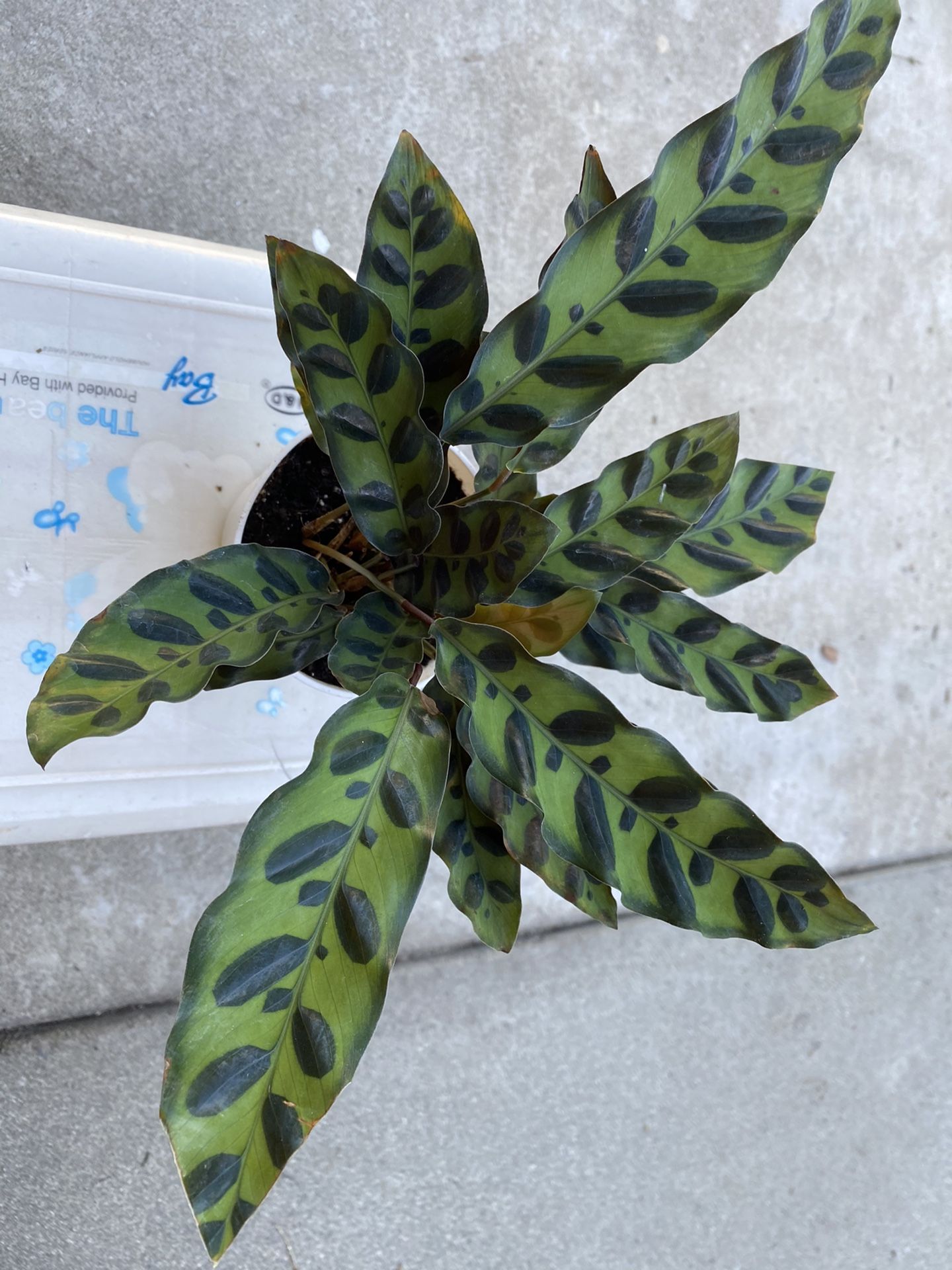 Calathea lancifolia plant 🌱, 4 inches pot