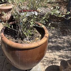 Very Large Glaze Ceramic Pot With Olive Tree