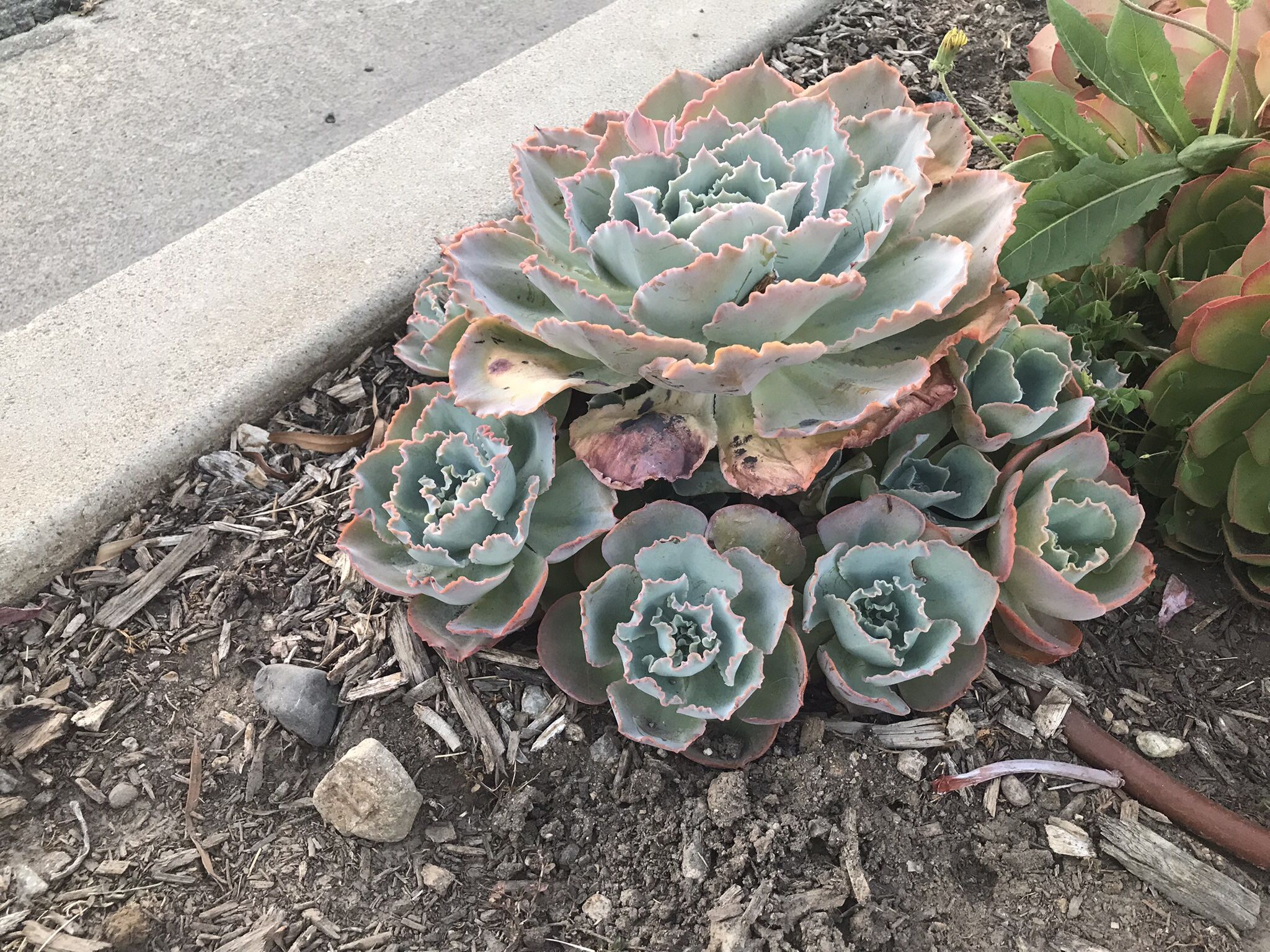 Echevaria Sahara Succulent Cuttings For Sale!