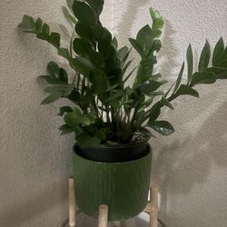 Zz plant