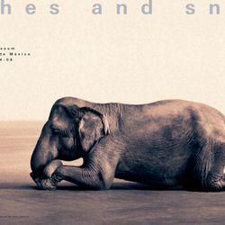 Ashes & Snow Poster (50.44 x 35.5 in)