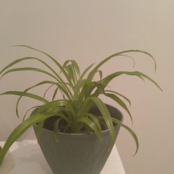Houseplant In 7" Decorative Pot 