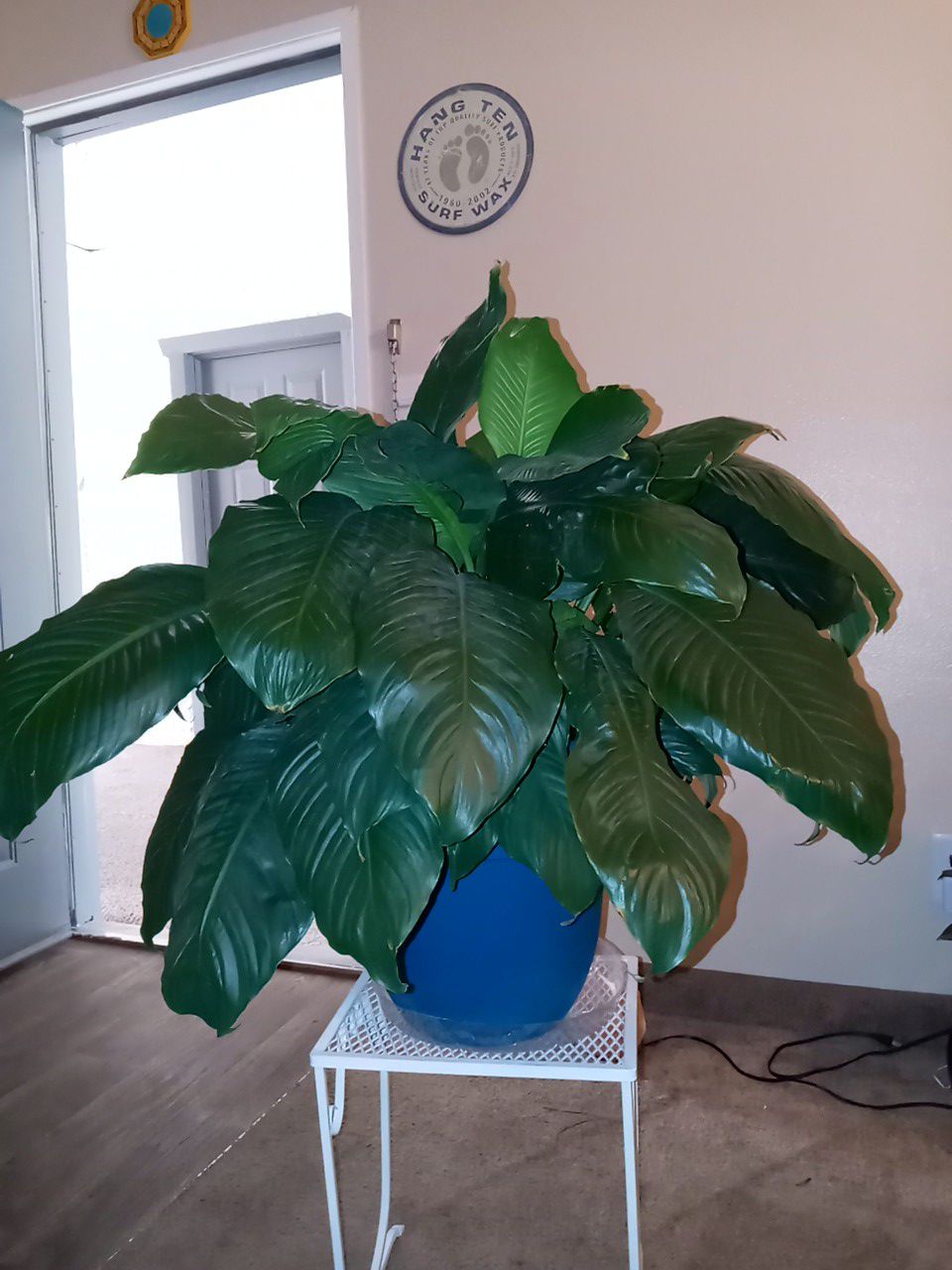 Robust, Lilly type house plant