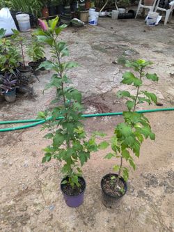 Common Hibiscus Plant 