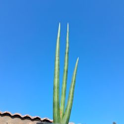 Sensaveria Cylindrica Plant $25