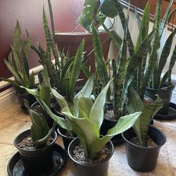 Various Snake Plants In 6” Pots