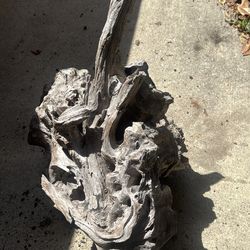 Large piece of driftwood