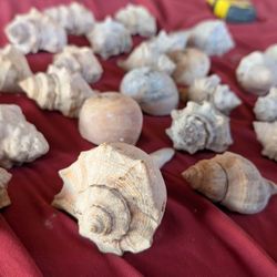 Seashell Collection 25 Sea Shells Great Gift Nautical Beach Decor Decoration 