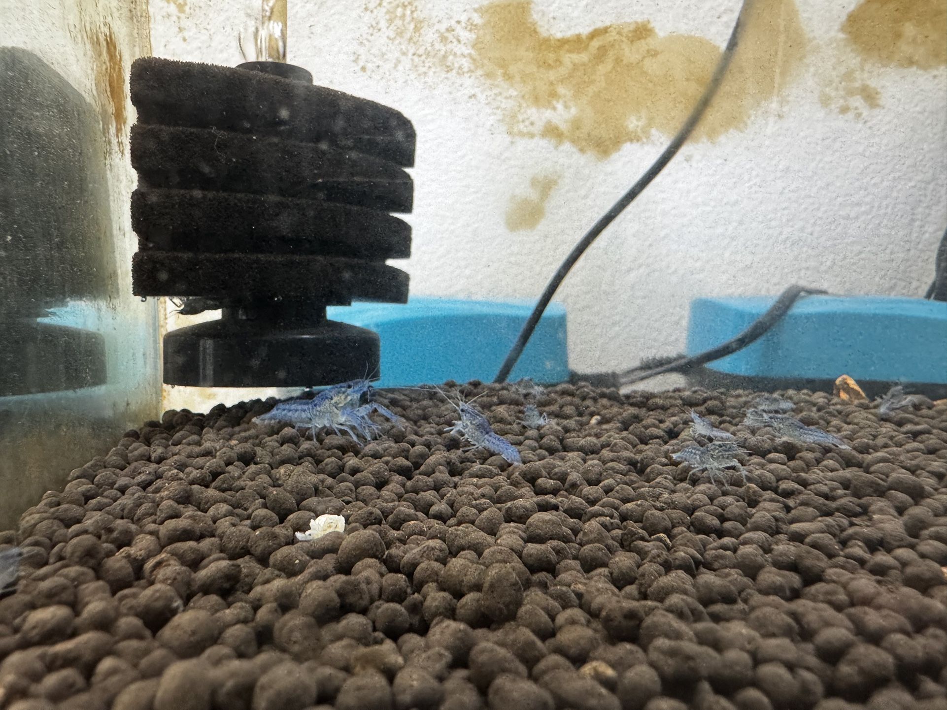 Juvenile Electric Blue Crayfish